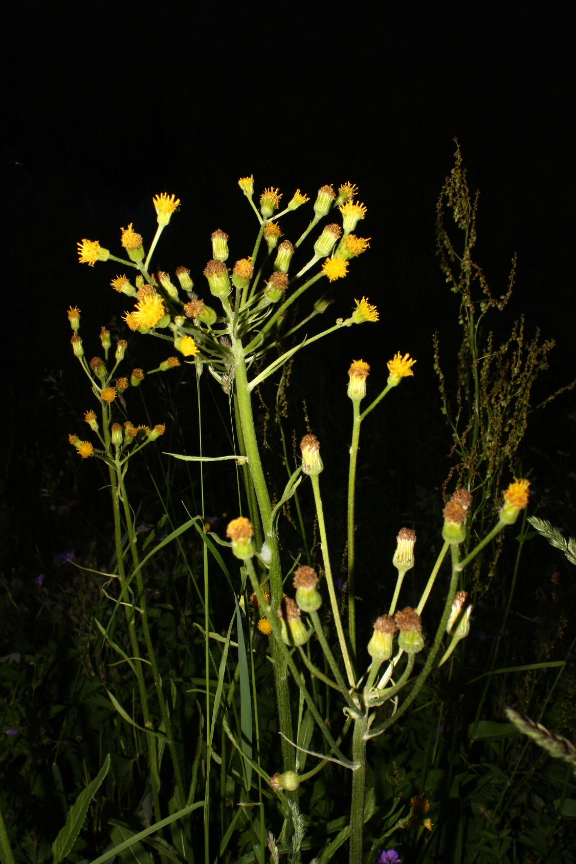 Asteracea da determinare-12